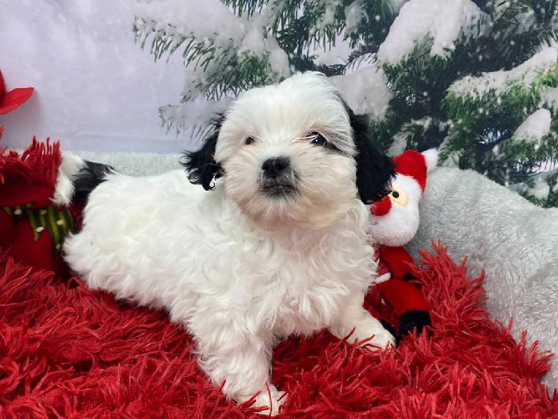 Shipoo DOG Black / White ID11256 Located at Petland Robinson