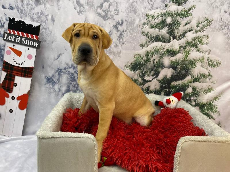Mini Walrus DOG Fawn ID10916 Located at Petland Robinson