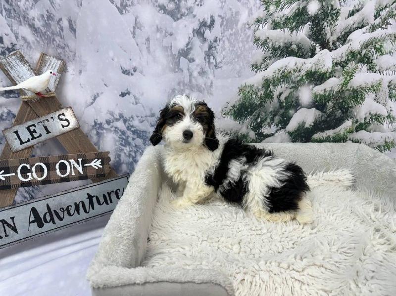 Mini Bernedoodle 2nd Gen DOG Black White / Tan ID11433 Located at