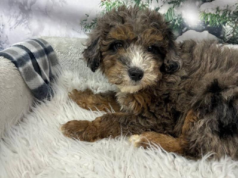 Mini Sheepadoodle DOG Blue Merle ID11459 Located at Petland Robinson
