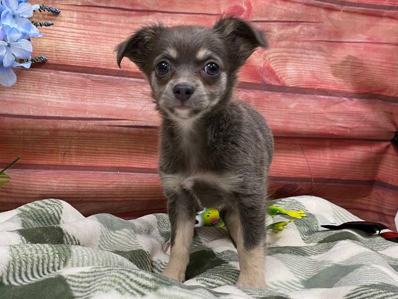 Chihuahua Puppy Chocolate ID8438 Located at Petland Robinson, PA
