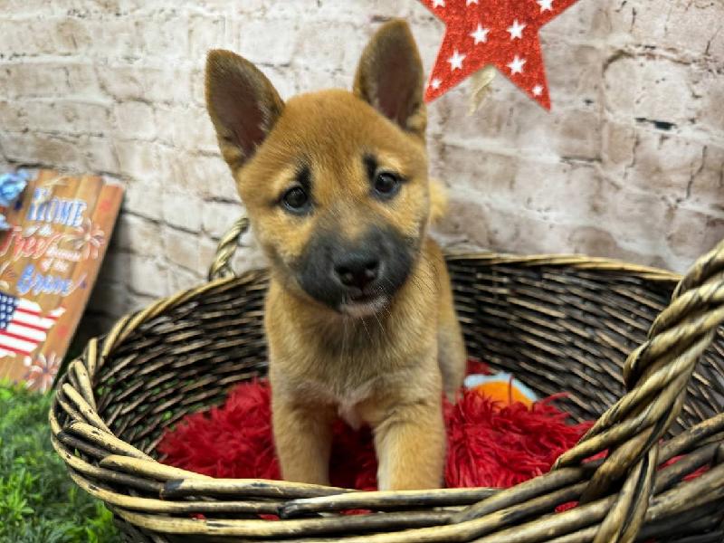 Puppy Red ID246498 Located at Petland Robinson, Pittsburgh, PA
