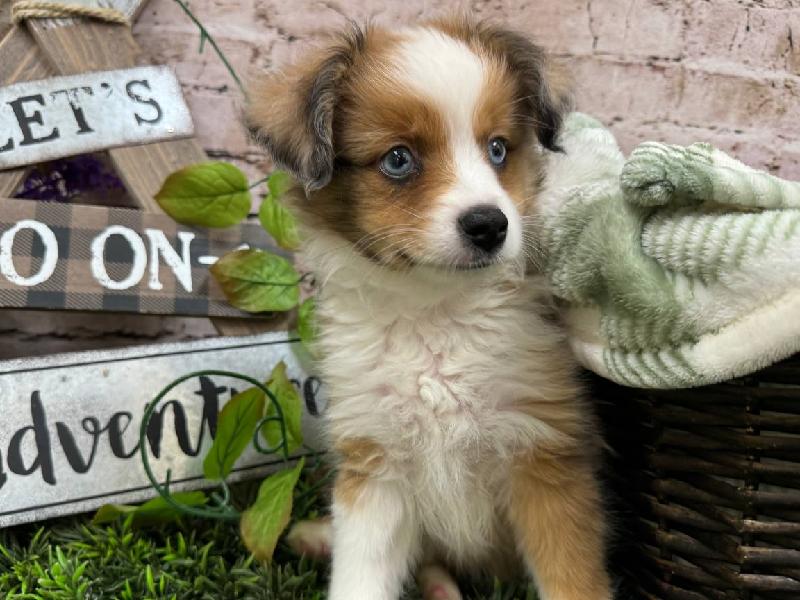 Puppy Red Merle ID246700 Located at Petland Robinson, Pittsburgh, PA