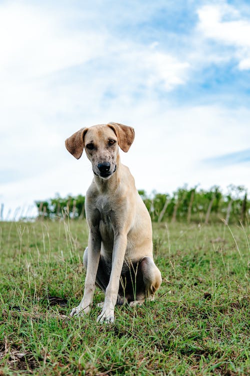 Top Six Most Recently Registered Dog Breeds