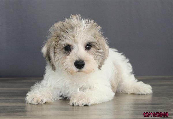 Schnoodle-DOG-Male-Salt / Pepper-4788-Petland Robinson, PA