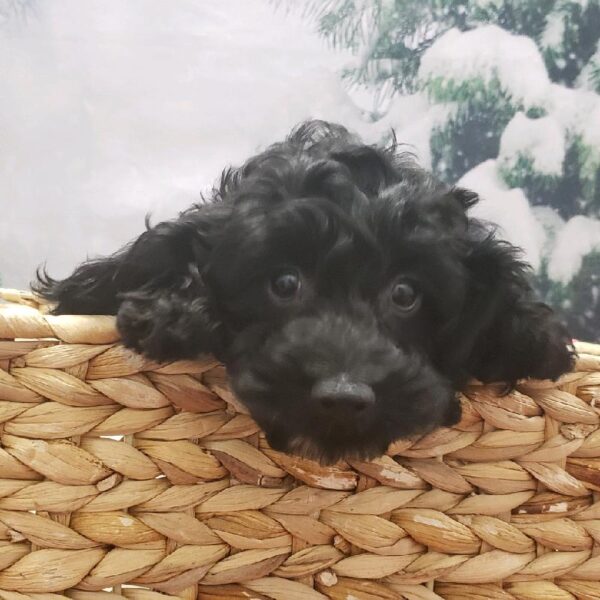 Cockapoo-DOG-Male-Black-4782-Petland Robinson, Pittsburgh, PA