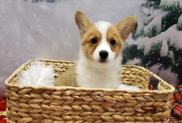 Pembroke Welsh Corgi-DOG-Female-Sable-4747-Petland Robinson, Pittsburgh, PA