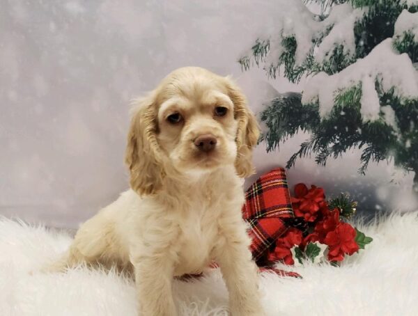 CockaChon-DOG-Female-Buff-4741-Petland Robinson, Pittsburgh, PA