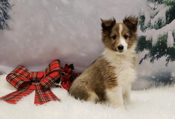 Sheltie-DOG-Male-Sable and White-4749-Petland Robinson, PA