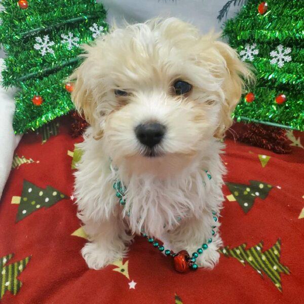 Havapoo-DOG-Male-Cream-4754-Petland Robinson, PA