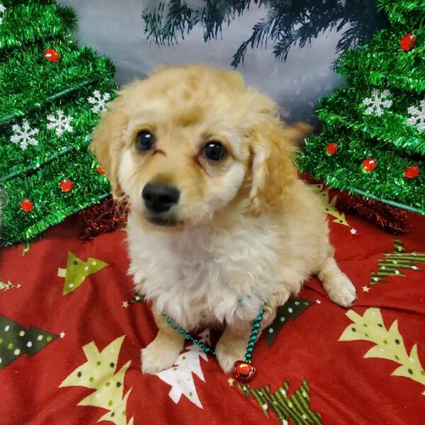 Eski-poo-DOG-Female-Brown-4740-Petland Robinson, PA