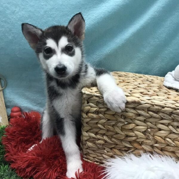 Alaskan Malamute DOG Female Sable and White 4809 Petland Robinson, PA