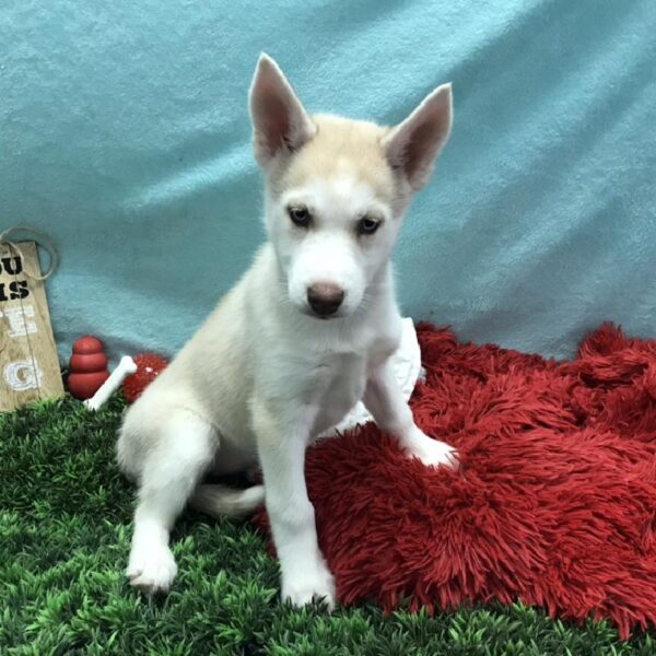 Siberian Husky DOG Female Sable and White 4808 Petland Robinson, PA