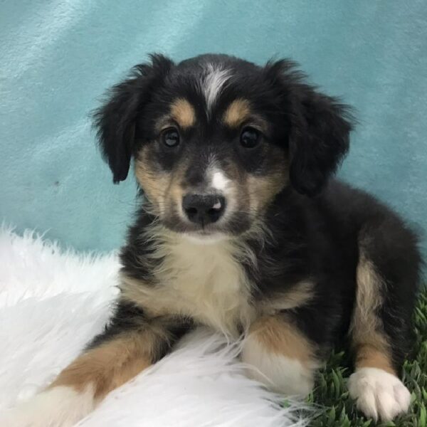 Miniature Australian Shepherd-DOG-Male-Black White and Brown-4807-Petland Robinson, Pittsburgh, PA