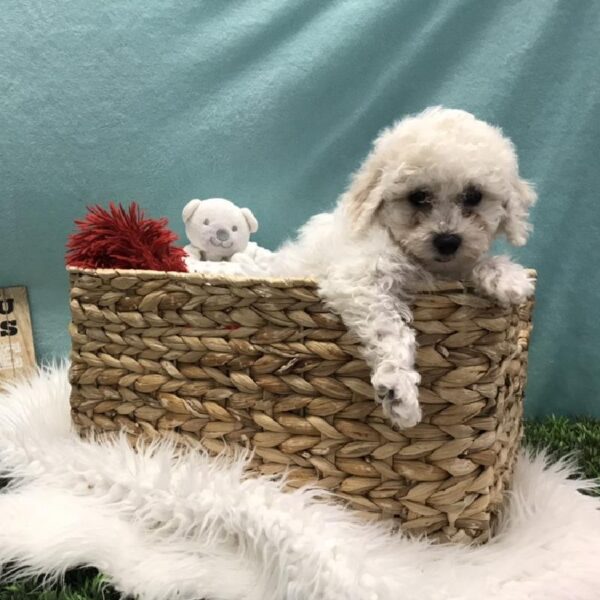 Bichon-DOG-Female-White-4801-Petland Robinson, Pittsburgh, PA