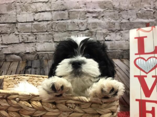 Teddy Bear-DOG-Male-White / Black-4821-Petland Robinson, Pittsburgh, PA