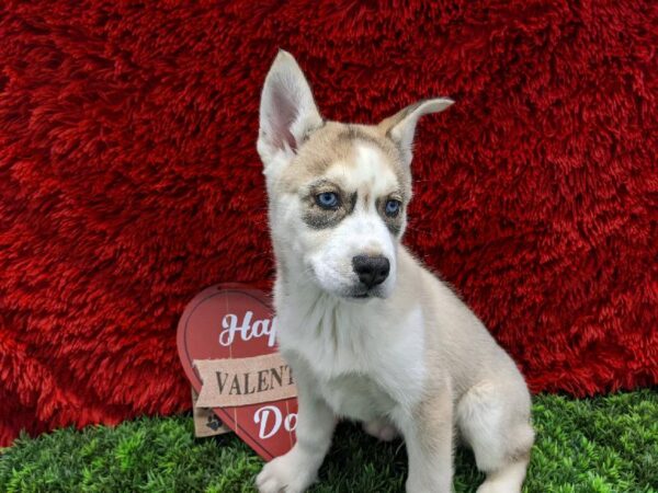 Siberian Husky DOG Male Sable and White 4852 Petland Robinson, PA