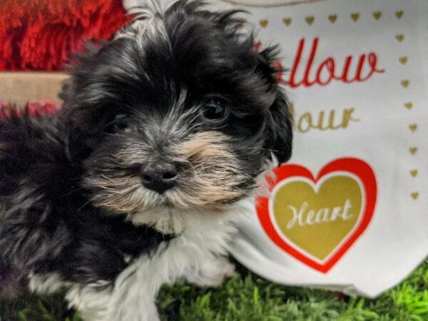 Havanese DOG Male Black and White 4846 Petland Robinson, PA