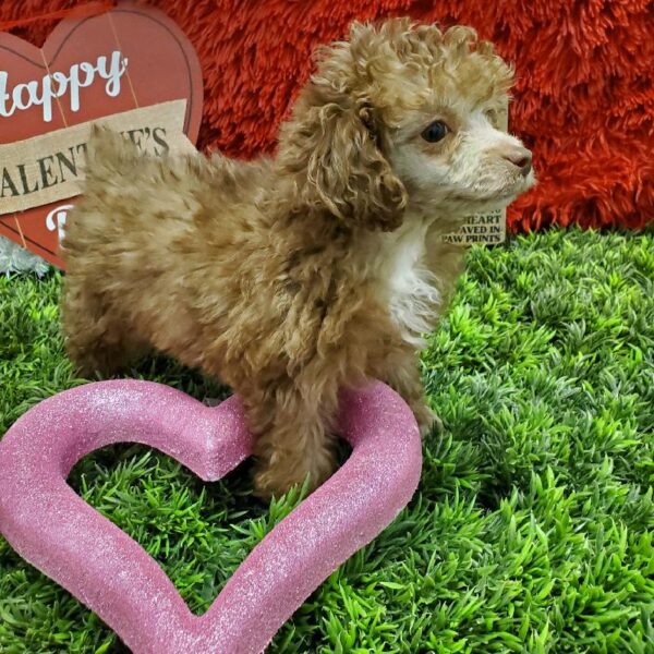 Poodle DOG Female Brown 4850 Petland Robinson, PA