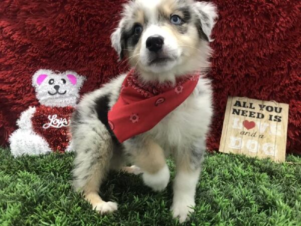 Miniature Australian Shepherd-DOG-Male-Blue Merle-4891-Petland Robinson, Pittsburgh, PA