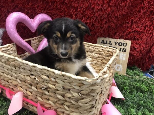 Australian Shepherd-DOG-Female-Black-4865-Petland Robinson, PA