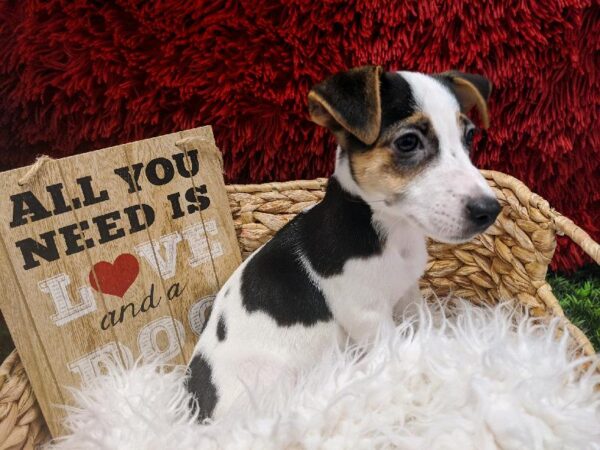 Jack Russell Terrier-DOG-Female-Black / White-4793-Petland Robinson, PA