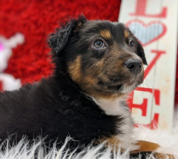 Australian Shepherd-DOG-Male-Black and White-4895-Petland Robinson, Pittsburgh, PA