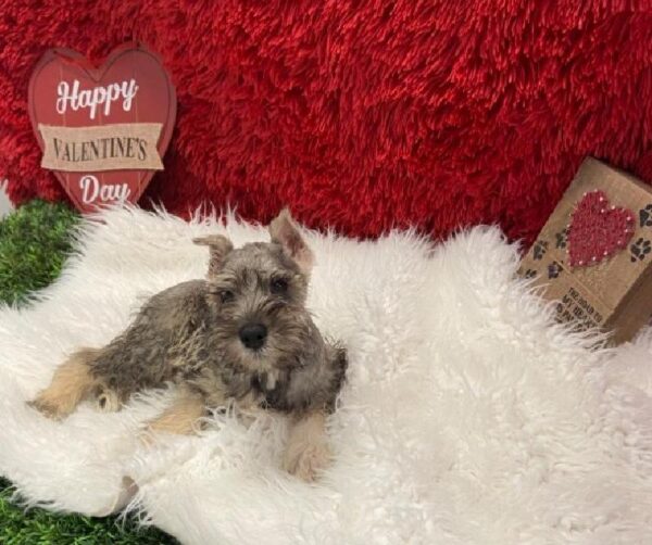 Mini Schnauzer DOG Male Salt and Pepper 4899 Petland Robinson, PA