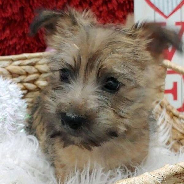 Cairn Terrier-DOG-Female-Wheaten-4919-Petland Robinson, PA