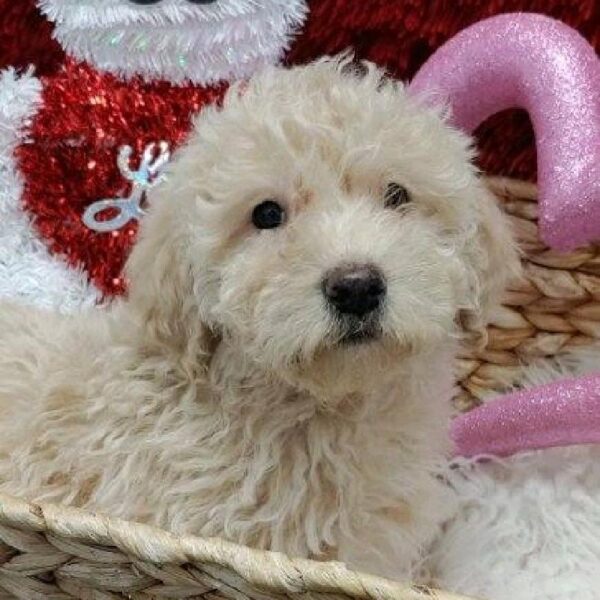 Miniature Goldendoodle DOG Female Golden 4924 Petland Robinson, PA