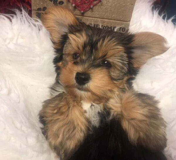 Morkie DOG Female Black / Tan 4933 Petland Robinson, PA