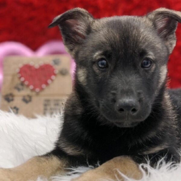 Norwegian Elkhound DOG Male Black / Tan 4936 Petland Robinson, PA