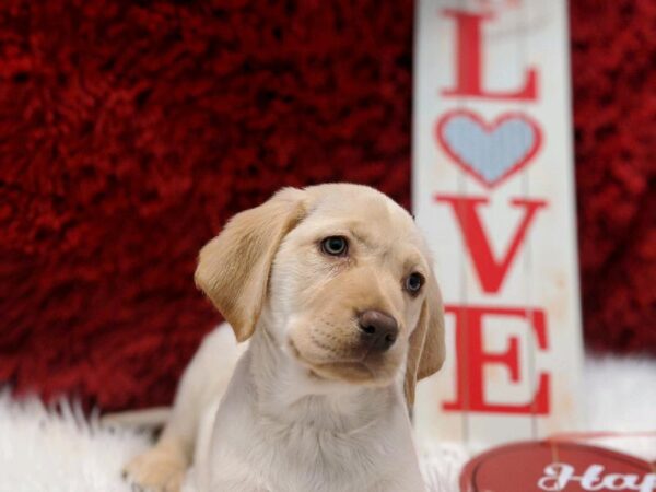 Labrador Retriever DOG Female Yellow 4940 Petland Robinson, PA