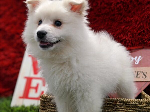 American Eskimo-DOG-Male-White-4943-Petland Robinson, PA