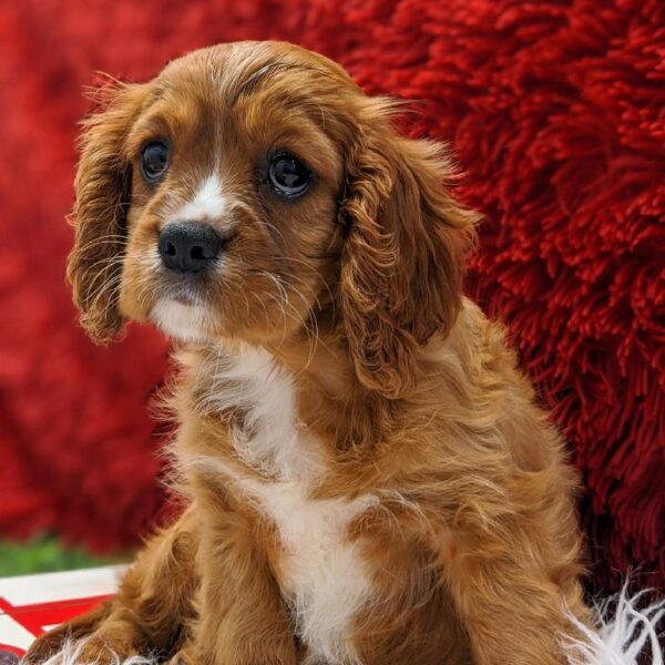 Cavalier King Charles Spaniel DOG Female Ruby 4939 Petland Robinson, PA