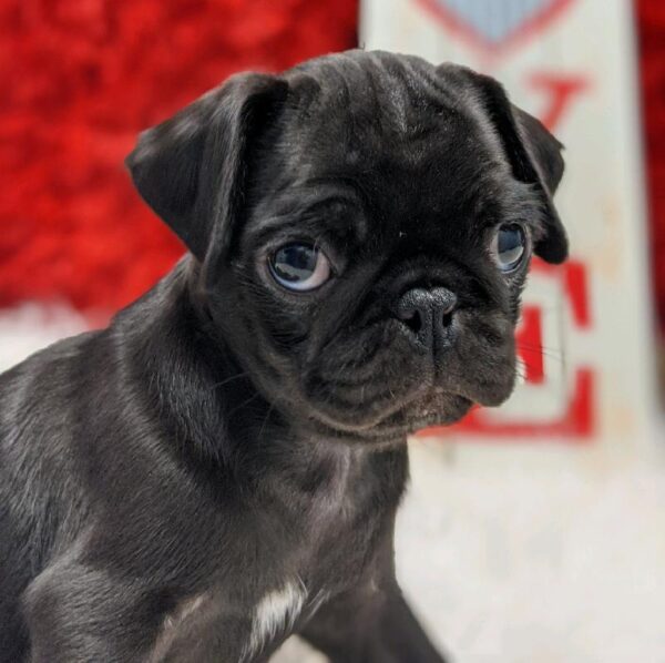 Pug DOG Female Black 4941 Petland Robinson, PA