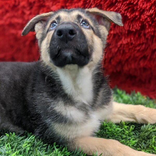 German Shepherd-DOG-Male-Black / Tan-4934-Petland Robinson, Pittsburgh, PA