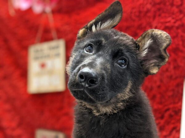 German Shepherd DOG Male Black / Tan 4960 Petland Robinson, PA