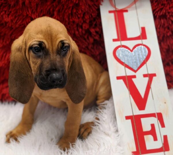 Bloodhound-DOG-Female-Red-4938-Petland Robinson, Pittsburgh, PA