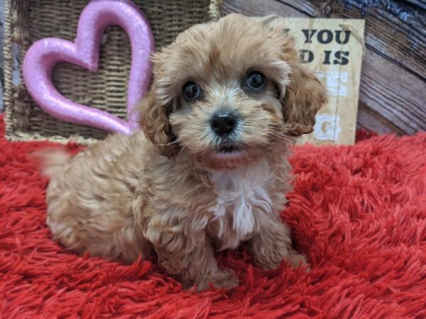 Cavapoo-DOG-Male-Apricot-4964-Petland Robinson, Pittsburgh, PA