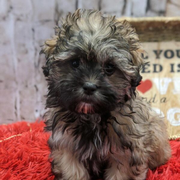 ShizaPoo DOG Female Gold 4973 Petland Robinson, PA