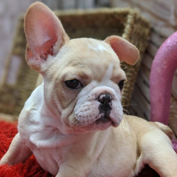 French Bulldog-DOG-Male-Cream-4966-Petland Robinson, Pittsburgh, PA