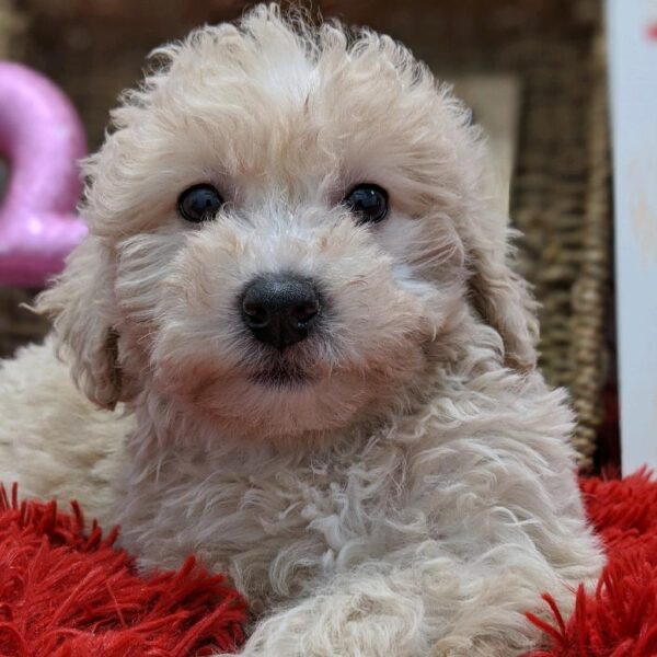 Bichon- Poo-DOG-Female-Cream-4971-Petland Robinson, Pittsburgh, PA
