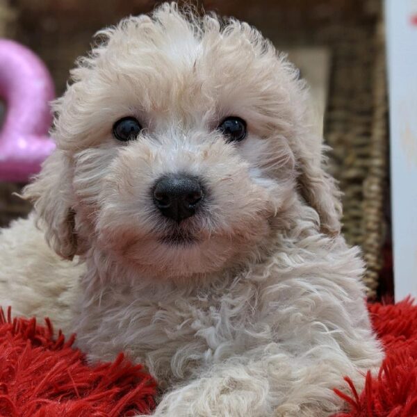 Bichon- Poo-DOG-Female-Cream-4971-Petland Robinson, PA