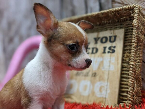 Chihuahua DOG Male Fawn 4969 Petland Robinson, PA