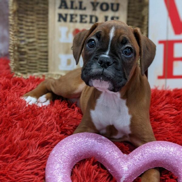 Boxer-DOG-Female-Fawn-4970-Petland Robinson, Pittsburgh, PA
