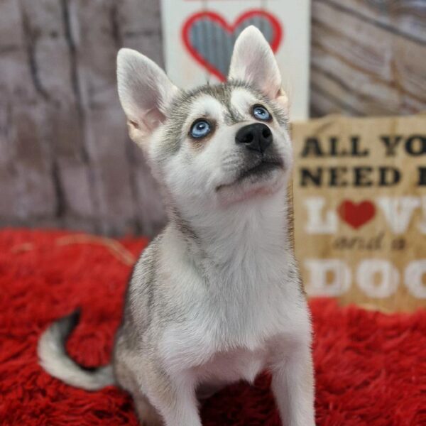 Alaskan Klee Kai-DOG-Female-Agouti / White-4965-Petland Robinson, PA