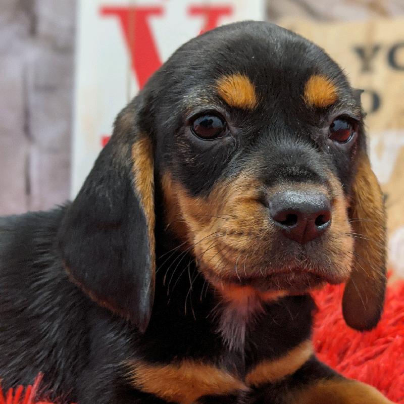 Beagle Puppy Black ID:4968 Located at Petland Robinson, Pittsburgh, PA
