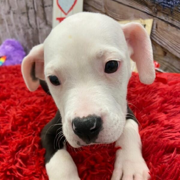 American Bulldog DOG Male White and Brindle 4979 Petland Robinson, PA