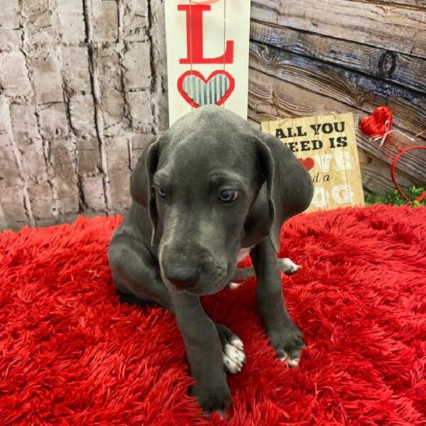 Great Dane DOG Male Blue 4978 Petland Robinson, PA